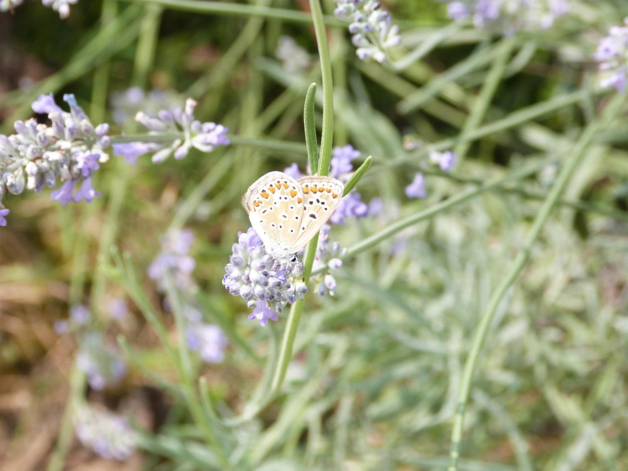 Gite Le Cherche Midi ไกยัก ภายนอก รูปภาพ